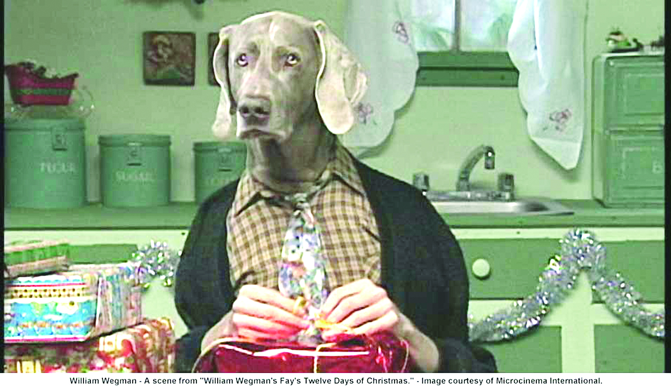 Sesame shop street weimaraner